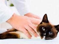Photo — EKOVET, VETERINARY MEDICINE CLINIC Photo — EKOVET, VETERINARY MEDICINE CLINIC