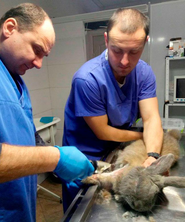 Treatment of rabbits