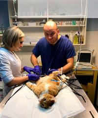 Photo — POSLUGY VETERYNARA Photo — POSLUGY VETERYNARA