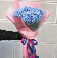 5 SINGLE-COLOR HYDRANGEAS