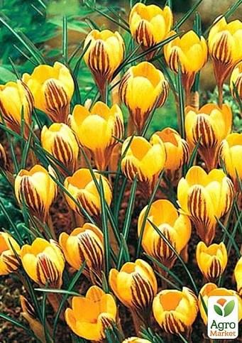 Crocus